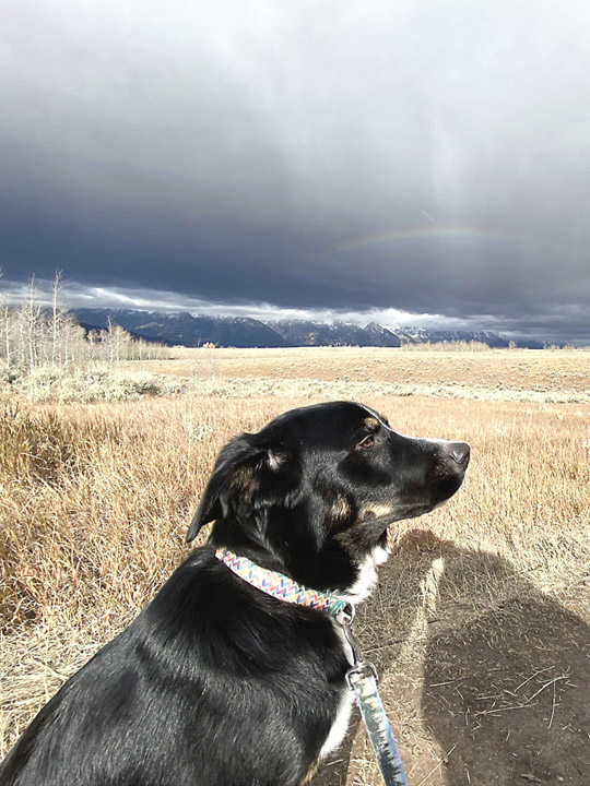 chinook dog